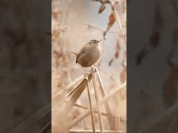 Bird Photography - Wren Singing