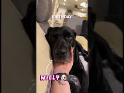 Willy had a birthday recently🎉 #minivlog #localbusinessmarketing #ugcjourney #doglovers #dogshorts