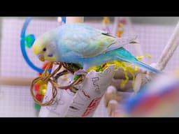 Baby Budgie Rainbows sounds for 1 hour of joyful chirping and playing