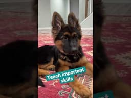 How To Train Any Dog!