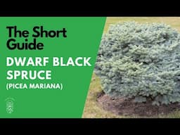 The Short Guide to the Dwarf Black Spruce (Picea Mariana 'Nana')