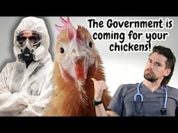 Why the Government is Killing MILLIONS of chickens and ducks because of avian influenza .