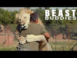 My Best Friend Is A 250kg Lion | BEAST BUDDIES