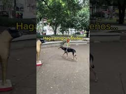 Conociendo el Parque del Perro