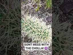 Don’t Mess With The Cholla! 😆