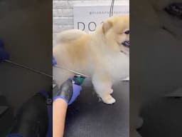 Pomeranian trimming tip #pomeranian #doggroominglife #dogs