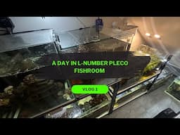 A Day in L-Number Pleco Fishroom. VLOG 1