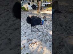 Southern cassowary walking on the beach in Australia