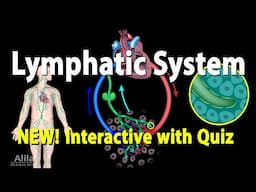 The Lymphatic System - INTERACTIVE Video with Quiz.