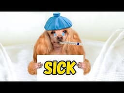 How to Know if Your Puppy is Sick