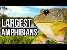 Ranking All 7 Continents By Their Largest Amphibian - From Smallest To Largest