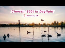 [Film Photography] Cinestill 800t in Daylight | Red Lightning Streaks | Halation | Olympus XA POV