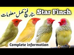 Star Finch Breeding Tips | Star Finch Nest Box Cage & Seed mix |Red Tail Face Star Finch Male Female