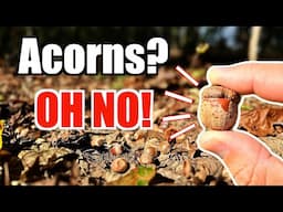 The Shocking Truth: How Acorns Ruin Your Deer Hunt (And How to Fix It)