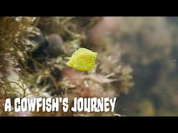 A Cowfish's Journey