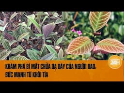 Khám phá bí mật chữa dạ dày của người Dao: Đặc tính tuyệt vời của cây khôi tía | Toàn cảnh 24h