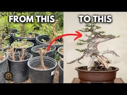 How to Thicken Your Bonsai Trunk Fast! | Bonsai Growth Tips Q&A