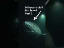 How Greenland sharks live to be 500 years old PART 2