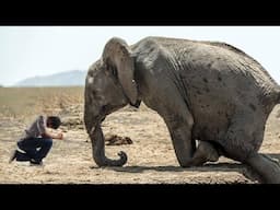 The Crying Elephant Asked The Man For Help,What Happened Next Was Incredible...