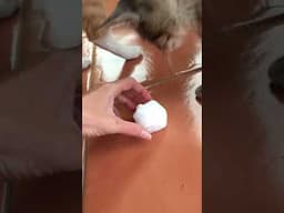 Snowball & kittens #funny #kitten #cute #cats #funnyvideos #catslover #tabbycat #kitty