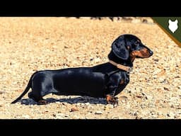 ARE DACHSHUND GOOD GUARD DOGS?