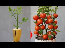 Great Tomato Growing Secrets You Didn't Know