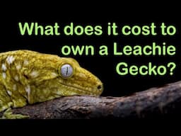 Cost of Owning a Leachianus Gecko (New Caledonian Giant Gecko)