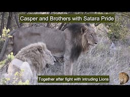 Satara Lion Pride With Casper The White Lion Finally Regroup After Fight