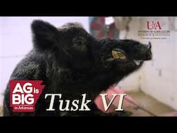 Tusk VI - Ag is Big in Arkansas