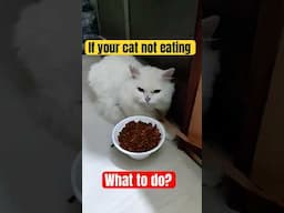 Why cats Suddenly stop eating chicken | What to do if your cat is not eating