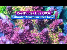 ReefDudes ReefChat - Live Q&A on Saltwater Aquarium Reef Tanks