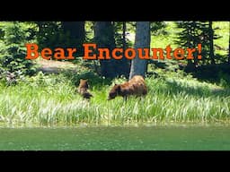 BEAR ENCOUNTER in GRAND MESA National Forest COLORADO | Cobbett Lake