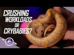 Crushing Workload Breeding Ball Pythons or Crybaby Complainers? | #ballpython #snake #reptiles