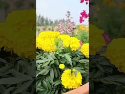 RAJ Gardens-এর নতুন বাগানে রঙিন ফুল | Colourful Flowers in New RAJ Gardens |