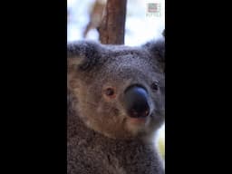 Adorable koala joey heads to 'koala pre-school'