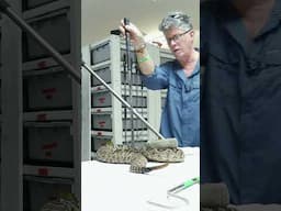 Deadliest Job in America! - Milking an Eastern Diamondback Rattlesnake