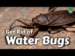 How to Get Rid of Water Bugs || How Do I Kill Water Bugs || Effective Ways to Eliminate Water Bugs!!