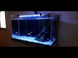 How to setup a beautiful Aquarium | Glowing aquarium setup | Colourful fishes tank |