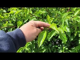 Summer Pruning Trees, How to prune fruit trees in summer, summer pruning fruit trees for beginners.