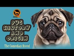 Pug dog history and origin | Chinese royal dog breed | Bengali | QDogS