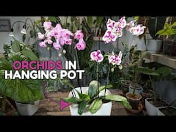 orchid care for beginners and repot