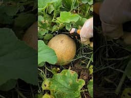 After rain harvest #garden #gardening #melon #homestead #homesteading #harvest #harvesting