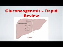 Gluconeogenesis - A Rapid Review