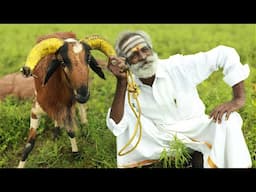 Kaayalpatnam Mutton Biryani By Daddy Arumugam | New Year Special | Village food factory