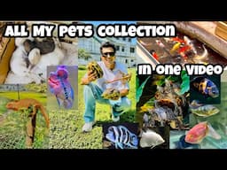 *My whole Pets collection* | India Aqua Boy pets collection in one video| Indian Aqua Boy Collection