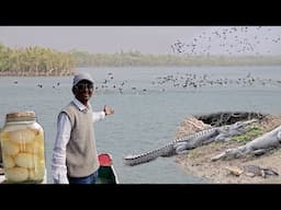 Crocodiles In The Sundarbans River Five Minutes Away From Parrot Dipankar New Farm.