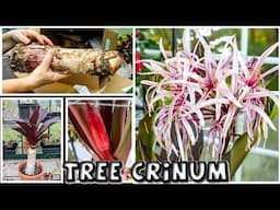 Purple Tree Crinum || from Unboxing to Flowering || Crinum asiaticum