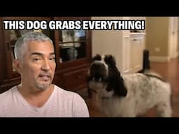 This Family Dog Learned To Open Doors - Now He’s One Chew Away From Disaster! | Cesar 911 Throwbacks