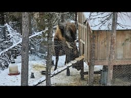 When Moose ATTACK! The largest chicken in Alaska!