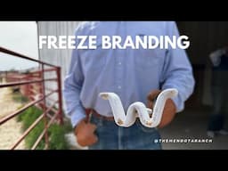 How to Freeze Brand a horse. #horse #ranch #branding